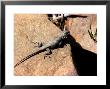 Fence Lizard, Sceloporus Undulatus by Larry F. Jernigan Limited Edition Print