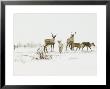 Curious Caribou, Rangifer Tarandus, Churchill, Mb by Yvette Cardozo Limited Edition Print