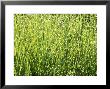 Miscanthus Sinensis, Zebrinus (Zebra Grass), Perennial Grass by Mark Bolton Limited Edition Pricing Art Print