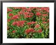 Sedum Telephinum (Orpine), Close-Up Of Red Flowers On Green Leaves by Mark Bolton Limited Edition Print