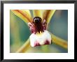 Orchid, Cymbidium (Finlaysoniana), Close-Up Of Flower Head by Ruth Brown Limited Edition Print