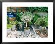 Galvanised Metal Pots Of Thyme, Parsley, Mint And Standard Lavender by Linda Burgess Limited Edition Pricing Art Print