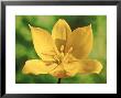 Tulipa Sylvestris (Wild Tulip) Close-Up Of Yellow Flower by Chris Burrows Limited Edition Print