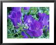 Campanula Medium (Canterbury Bells), Close-Up Of Violet Coloured Flowers by Michael Davis Limited Edition Pricing Art Print