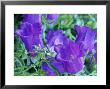 Campanula Medium (Canterbury Bells), Close-Up Of Violet Coloured Flowers by Michael Davis Limited Edition Print