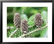 Abies Koreana, Close-Up Of Cones On Branch by Christopher Fairweather Limited Edition Print