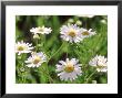 Scentless Mayweed by Bjorn Forsberg Limited Edition Print