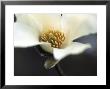 Magnolia Grandiflora Kewness by Hemant Jariwala Limited Edition Print