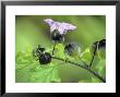 Nicandra Physalodes (Shoo Fly Plant) by Hemant Jariwala Limited Edition Print