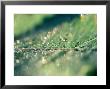 Water Droplets On Rib Of Leaf by Lynn Keddie Limited Edition Print