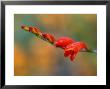 Crocosmia Babylon, Close-Up Of Orange Flower Head by Lynn Keddie Limited Edition Print