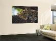 Leopard Sleeping On Branch by Andy Rouse Limited Edition Print