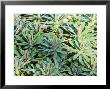 Euphorbia Martinii, Close-Up Of Green Foliage by Lynn Keddie Limited Edition Print
