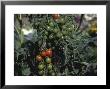 Cherry Tomato Sweet 100 by Michele Lamontagne Limited Edition Pricing Art Print