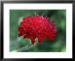 Knautia Macedonica, Close-Up Of Red Flower by Fiona Mcleod Limited Edition Pricing Art Print