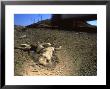 Roadkill, Baja California, Mexico by Tobias Bernhard Limited Edition Print