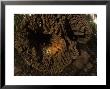 Cave Wetas In Log, New Zealand by Tobias Bernhard Limited Edition Print