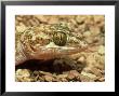 Ground Gecko, Madagascar by Andrew Bee Limited Edition Print