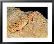 Moorish Gecko, Young Specimen, Italy by Emanuele Biggi Limited Edition Print