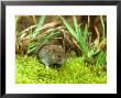 Field Vole, Microtus Agrestis by David Boag Limited Edition Print