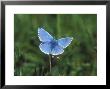 Adonis Blue, Lysadra Bellargus by David Boag Limited Edition Pricing Art Print