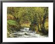 River In Autumn by David Boag Limited Edition Pricing Art Print