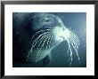Common Seal, Adult Underwater by Liz Bomford Limited Edition Pricing Art Print