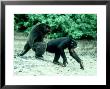 Common Chimpanzee, Mating, Africa by Clive Bromhall Limited Edition Print