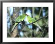 Red-Crowned Parakeet, Pair, N.Zealand by Robin Bush Limited Edition Pricing Art Print