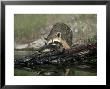 Raccoon, Procyon Lotor Approaching Turtle On Log by Alan And Sandy Carey Limited Edition Print