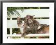 Tabby Cat, With Her Kitten Resting On White Bench by Alan And Sandy Carey Limited Edition Pricing Art Print