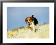 Beagle In Winter, Usa by Alan And Sandy Carey Limited Edition Pricing Art Print