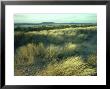 Marram Grass, Dawlish Beach, Devon by David Cayless Limited Edition Print