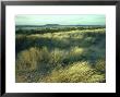 Marram Grass, Dawlish Beach, Devon by David Cayless Limited Edition Print