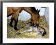 Mare And One Day Old Foal In Stable, France by Alain Christof Limited Edition Print