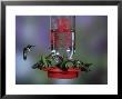 Ruby-Throated Hummingbird At Feeder, Illinois by Daybreak Imagery Limited Edition Print