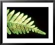 Polypody Fern, Masses Of Sporangia, The Sponge Bearing Structures by David M. Dennis Limited Edition Print