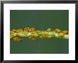 Milkweed Aphid by David M. Dennis Limited Edition Print