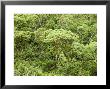 Scalesia Forest, Santa Cruz Island, Ecuador by David M. Dennis Limited Edition Pricing Art Print