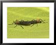 Love Bugs, Mating by David M. Dennis Limited Edition Print