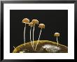 Mushrooms, Costa Rica by David M. Dennis Limited Edition Pricing Art Print