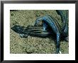 Lizards, Mating Posture, Usa by Philip J. Devries Limited Edition Print