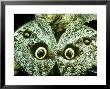 Owl Butterfly, Bci, Panama by Philip J. Devries Limited Edition Print
