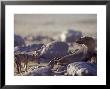 Black-Backed Jakal, And Cape Fur Seal, Cape Cross Seal Colony, Namibia by Chris And Monique Fallows Limited Edition Print