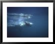 Great White Shark, Underwater With Cape Fur Seal At Seal Island, South Africa, Atlantic Ocean by Chris And Monique Fallows Limited Edition Print