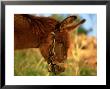 Donkey, Lake Bafa, Western Turkey by Berndt Fischer Limited Edition Pricing Art Print