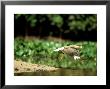 Crested Caracara, Flying, Mato Grosso, Brazil by Berndt Fischer Limited Edition Print