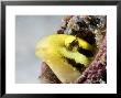 Striped Poison-Fang Blenny, Mabul Island, Malaysia by David B. Fleetham Limited Edition Print