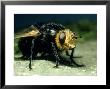 Tachinid Fly, Imago, Staffs by David Fox Limited Edition Pricing Art Print