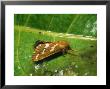 Gold Swift Moth, Imago At Rest, Eakring, Uk by David Fox Limited Edition Print